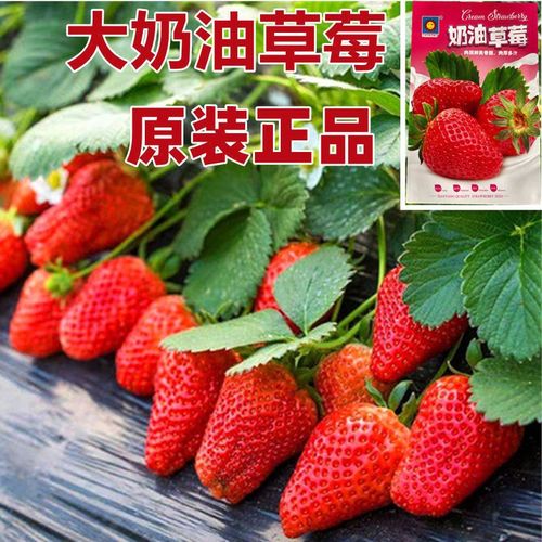 原厂装草莓种子四季种植奶油草莓籽四季草莓籽草莓种籽子水果种孑